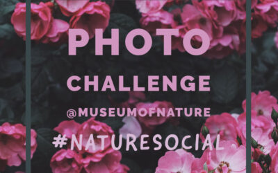 CMN Photo Challenge