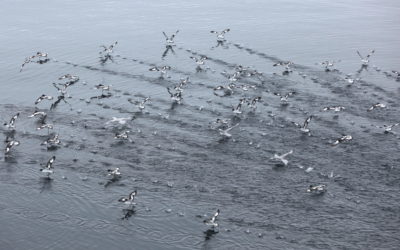 Youth Declaration on Southern Ocean Marine Protected Areas